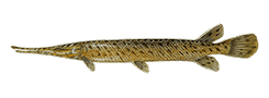 Spotted Gar